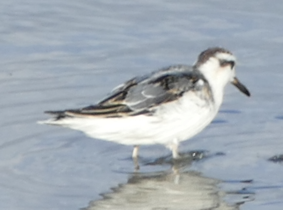 Red Phalarope - ML642840562