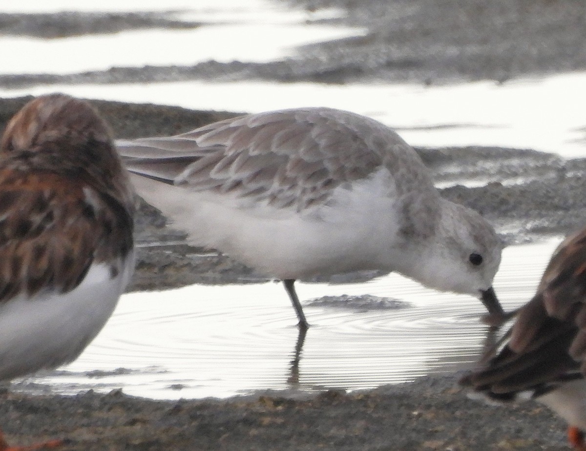 Sanderling - ML642840565