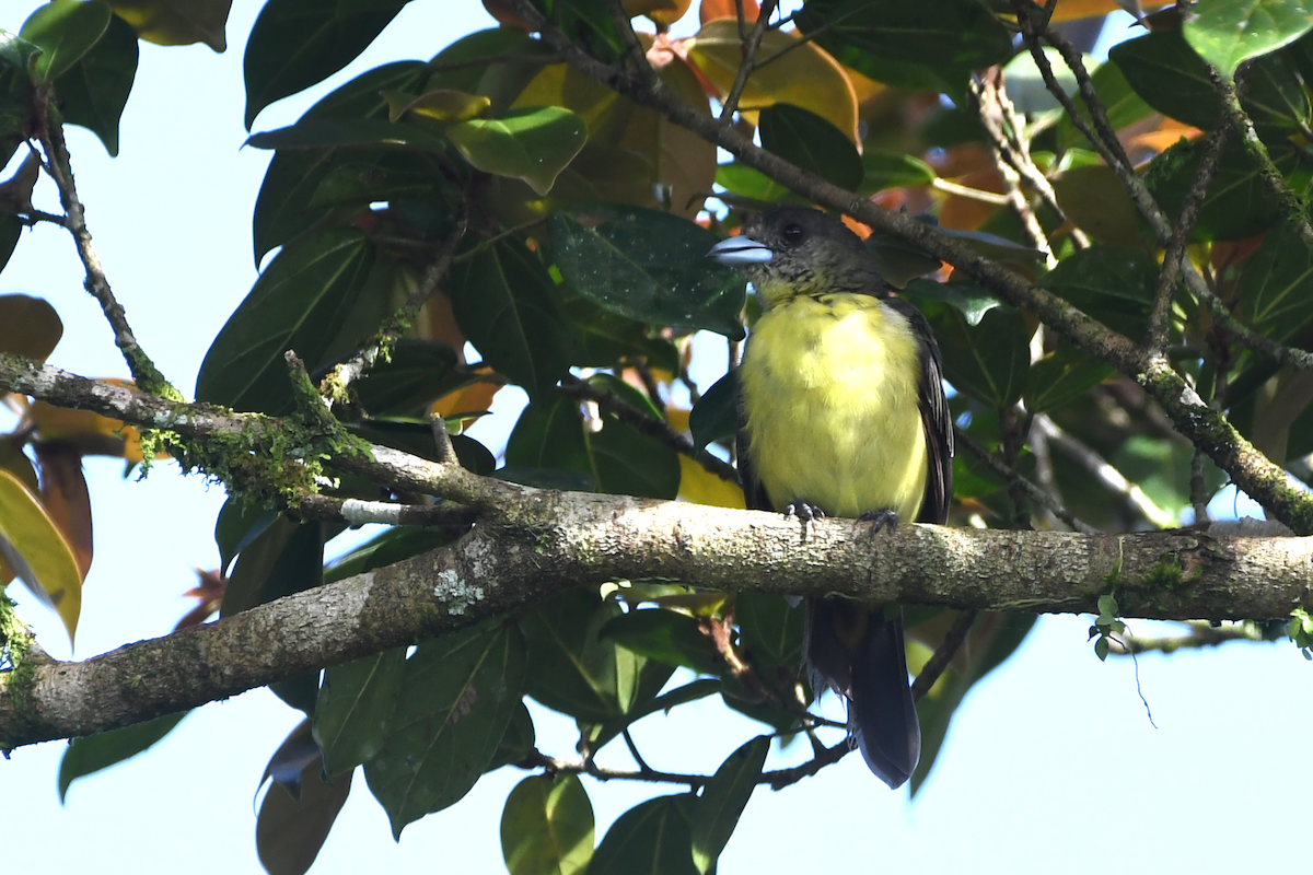 Flame-rumped Tanager - ML642840579