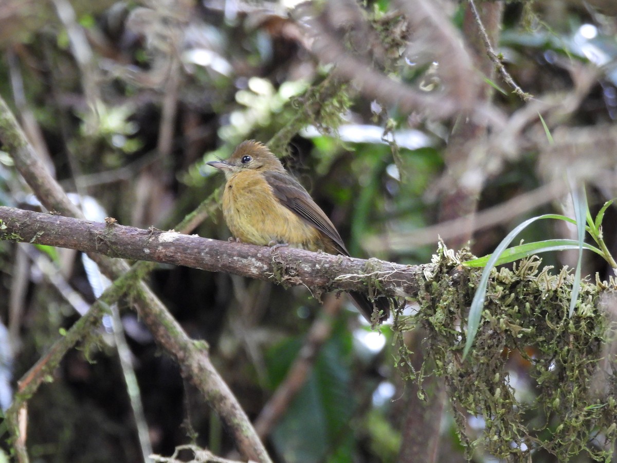 Tawny-breasted Flycatcher - ML642840601