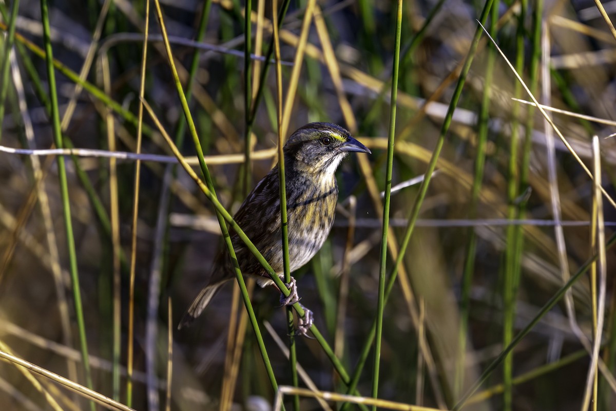 Seaside Sparrow - ML642840604