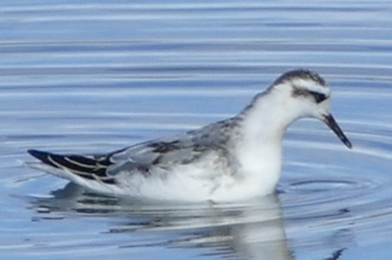 Red Phalarope - ML642840607