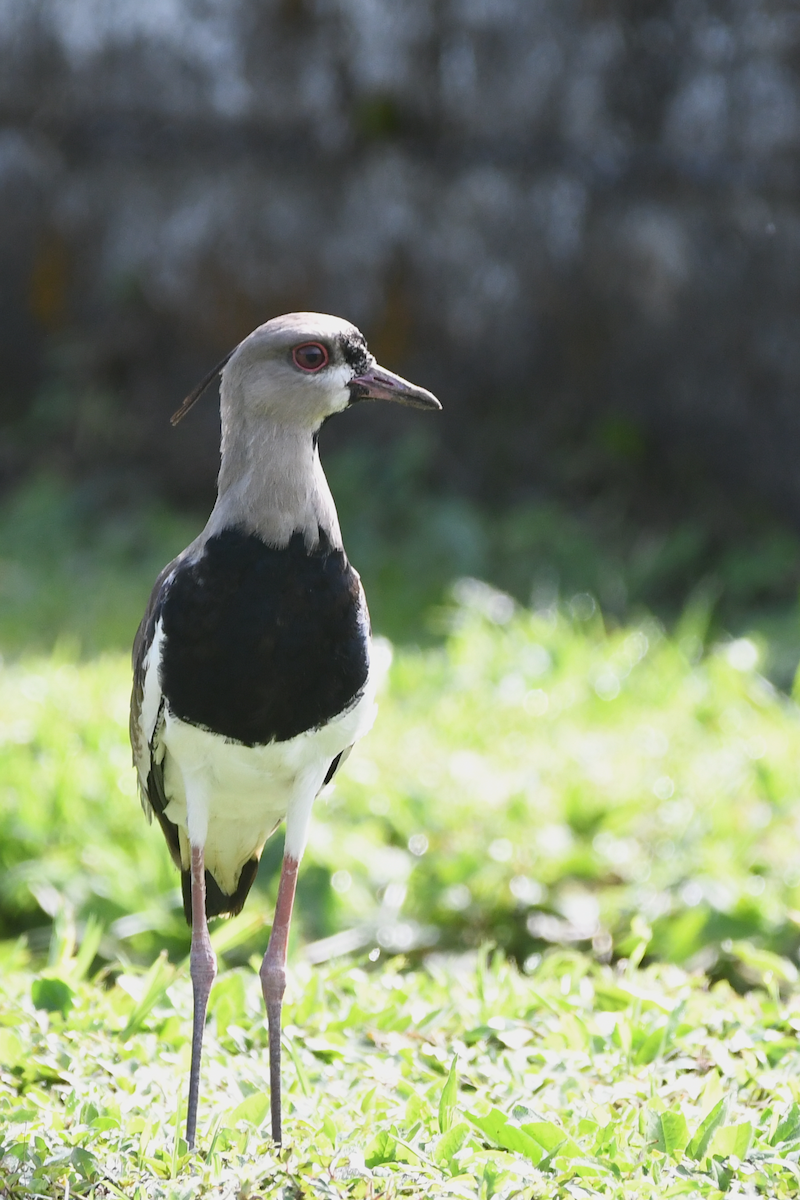 Southern Lapwing - ML642840614