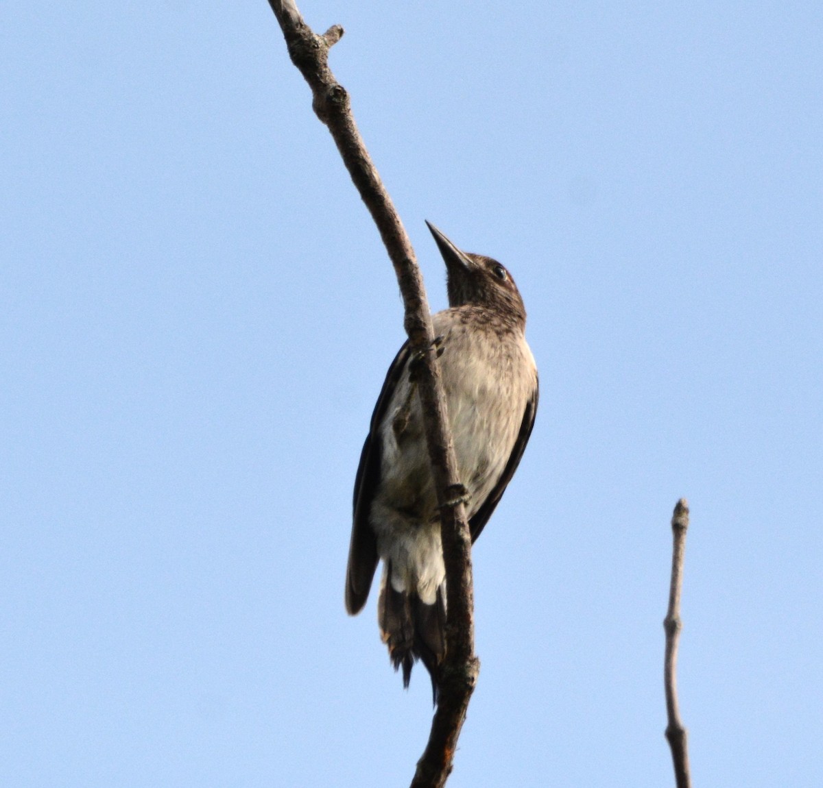 Red-headed Woodpecker - ML642840615