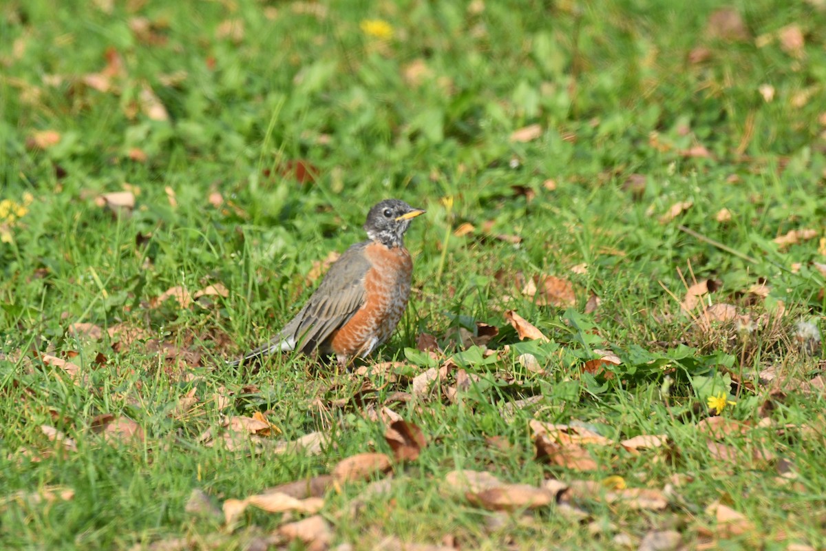American Robin - ML642840631