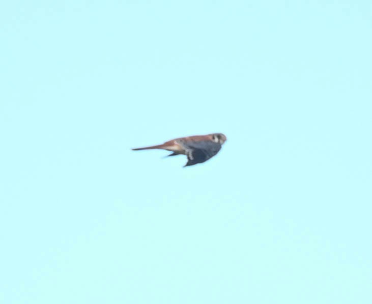 American Kestrel - ML642840633