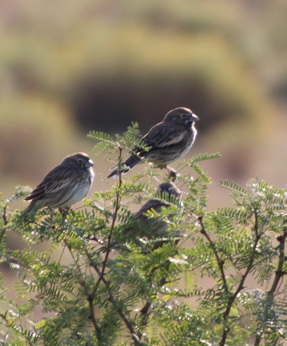 Lark Bunting - ML642840634