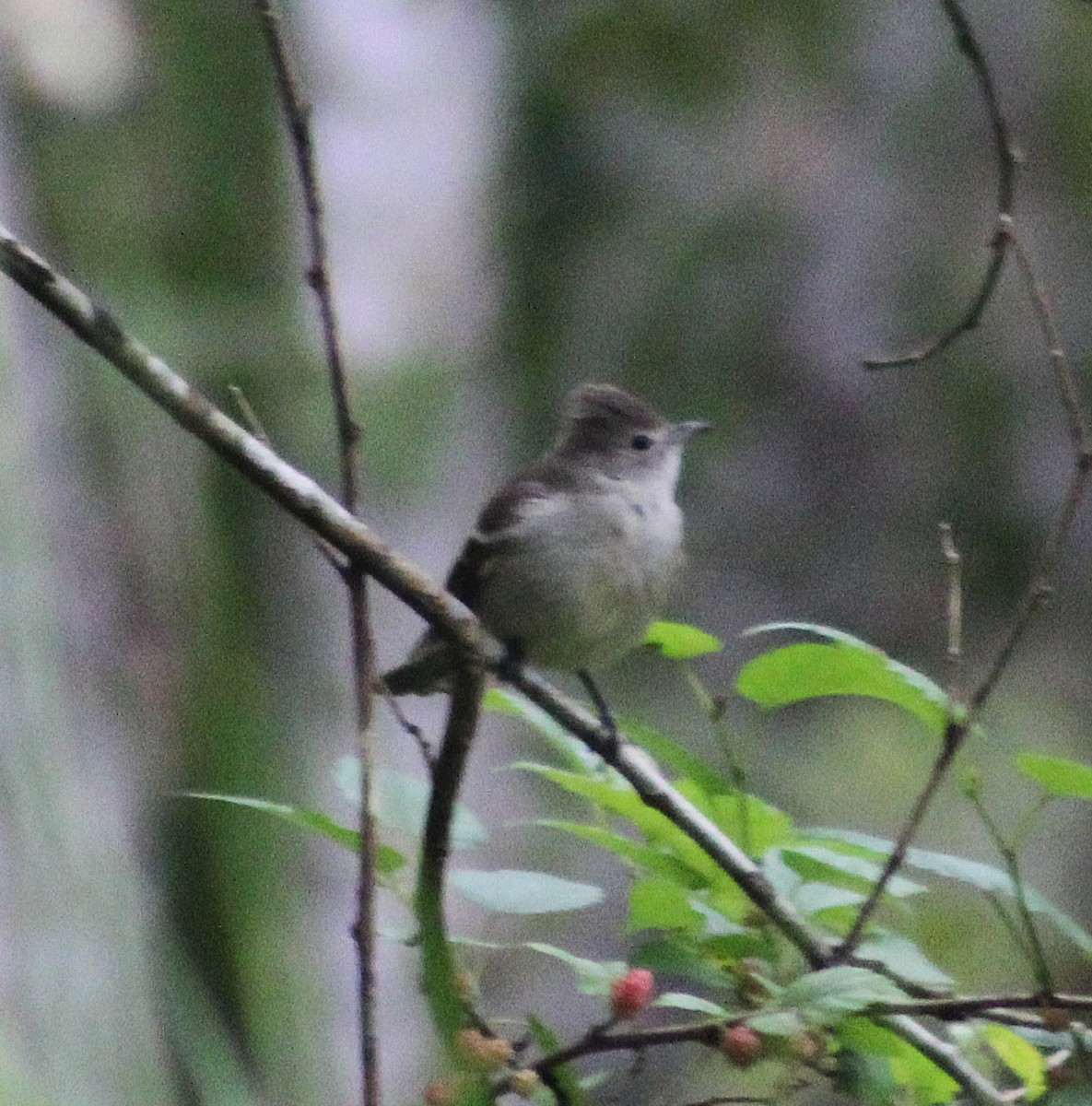 Yellow-bellied Elaenia - ML642840637