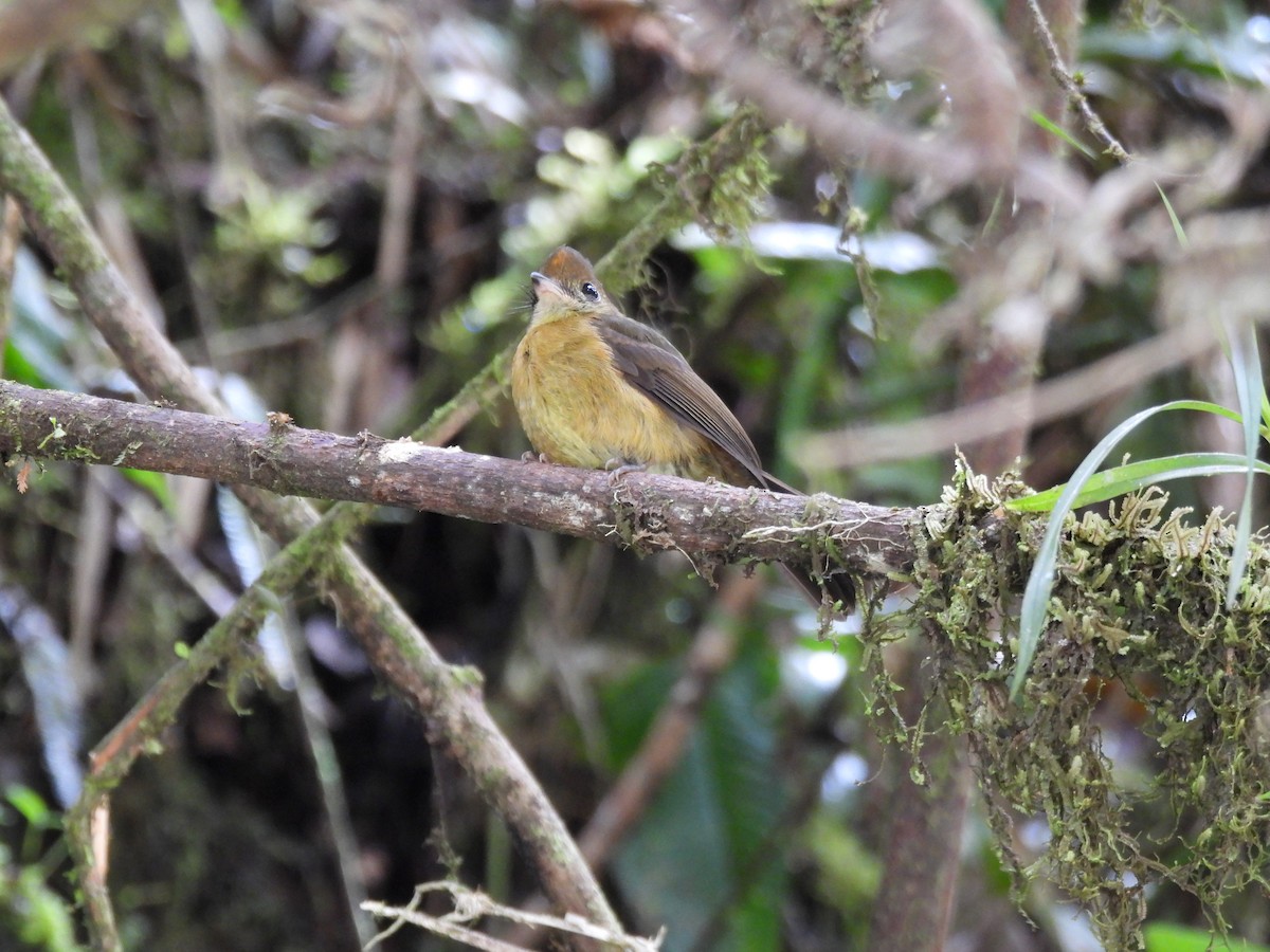 Tawny-breasted Flycatcher - ML642840638