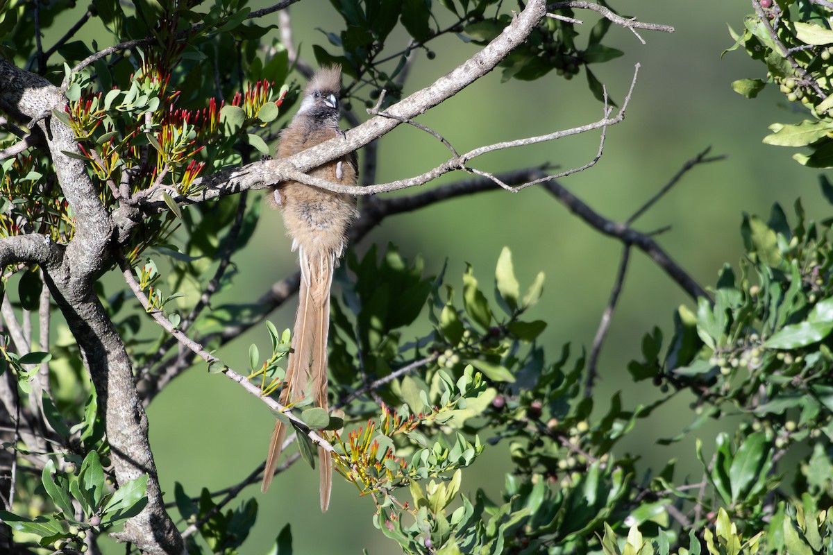Speckled Mousebird - ML642840645