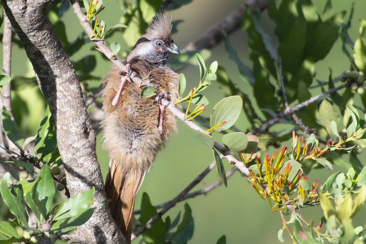 Speckled Mousebird - ML642840646