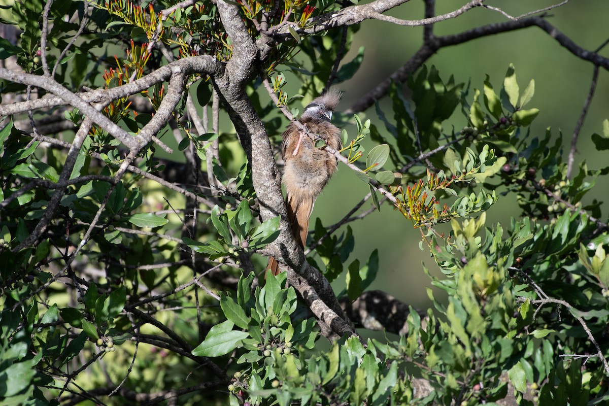 Speckled Mousebird - ML642840647