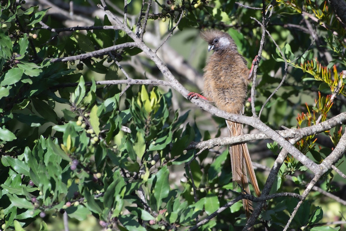 Speckled Mousebird - ML642840650