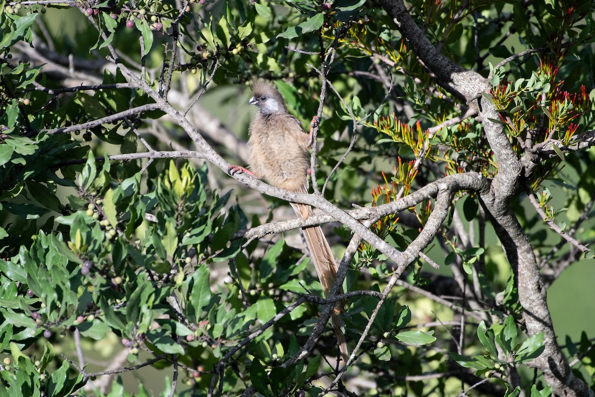Speckled Mousebird - ML642840651