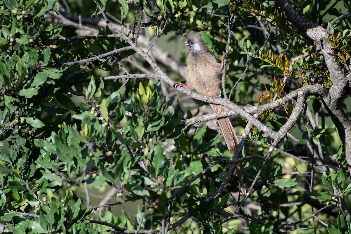 Speckled Mousebird - ML642840652