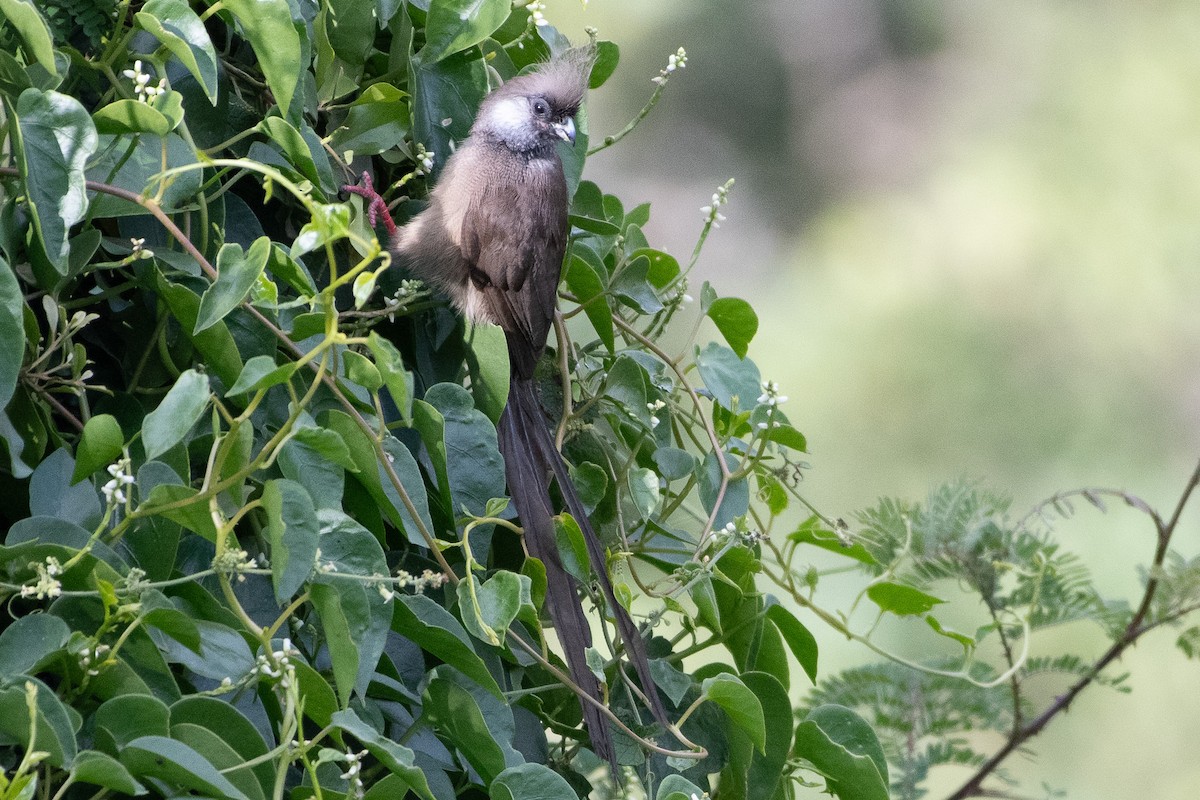 Speckled Mousebird - ML642840653