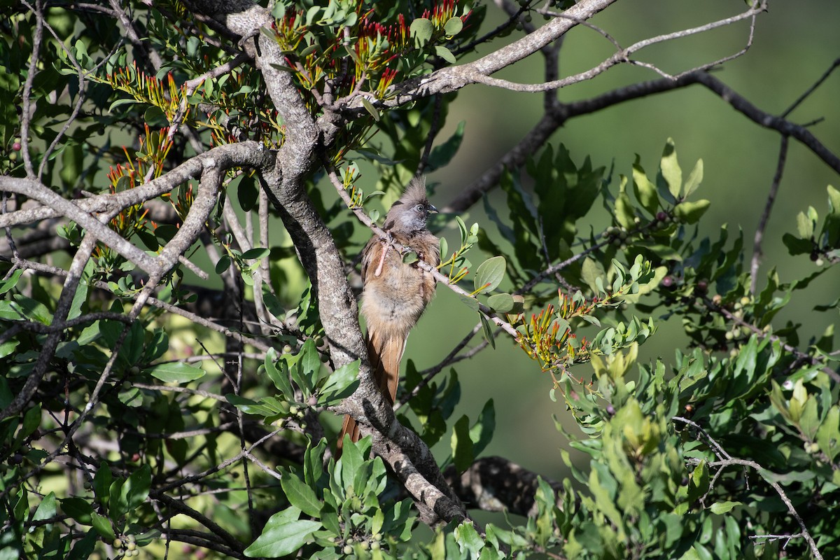Speckled Mousebird - ML642840654