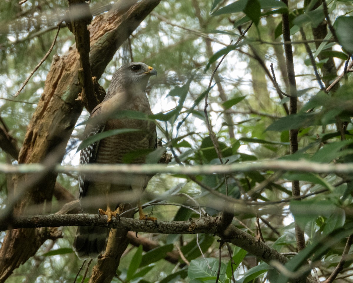 Red-shouldered Hawk - ML642840657