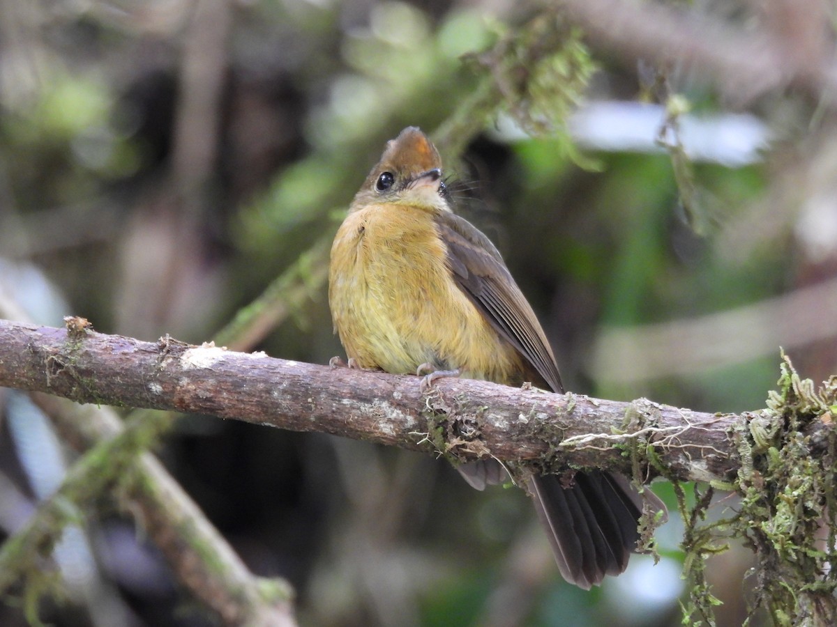 Tawny-breasted Flycatcher - ML642840665