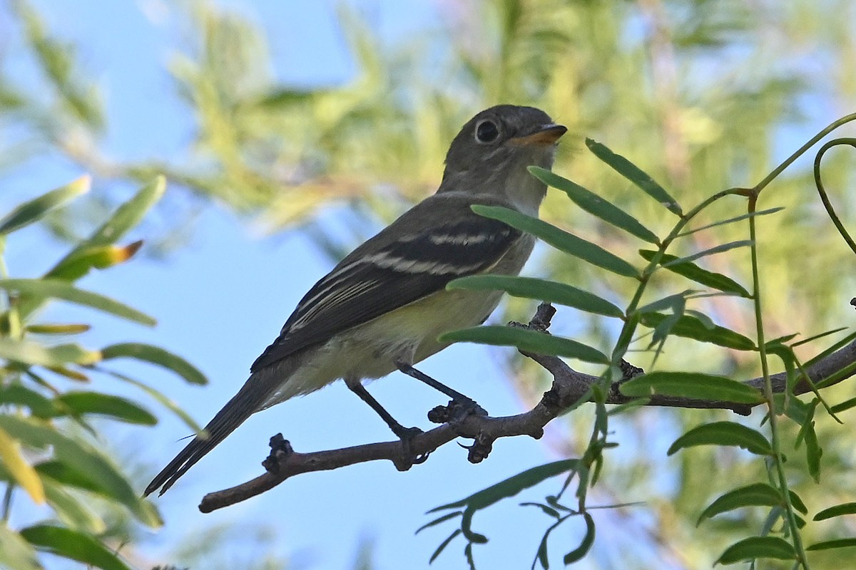 Least Flycatcher - ML642840676