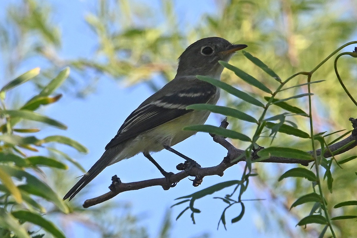 Least Flycatcher - ML642840678