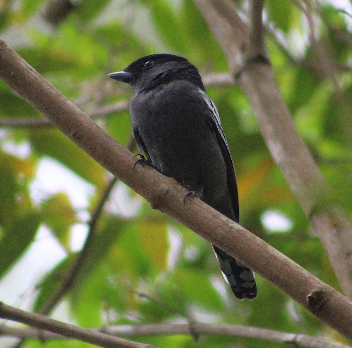 White-winged Becard - ML642840679
