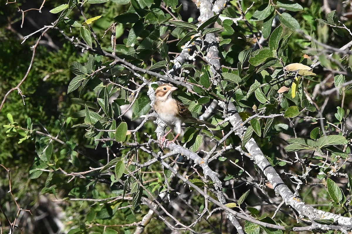 Clay-colored Sparrow - ML642840680