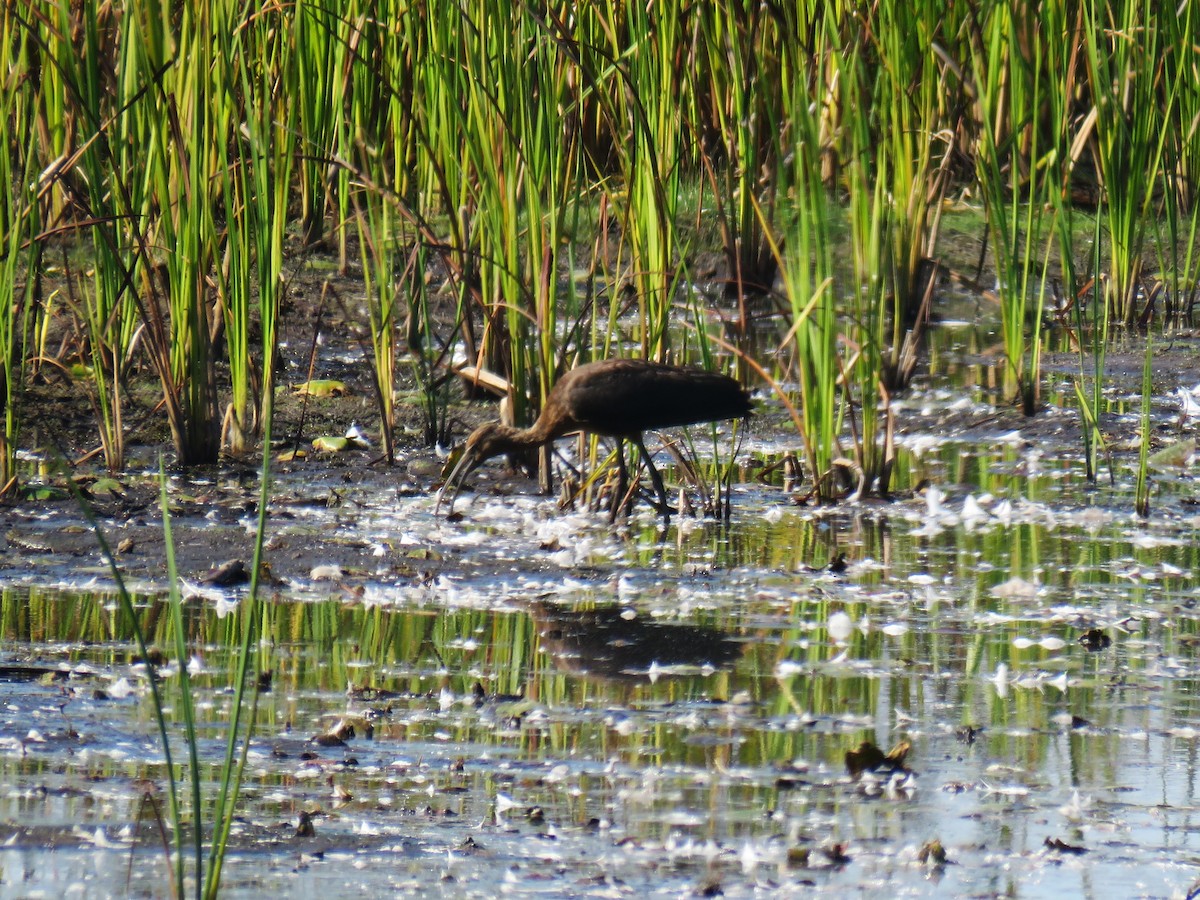 Glossy Ibis - ML642840682