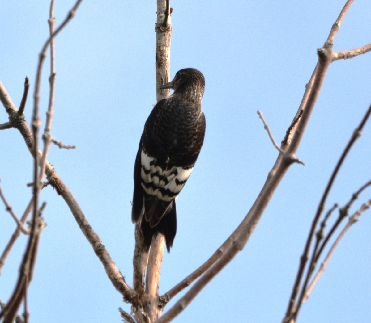 Red-headed Woodpecker - ML642840695