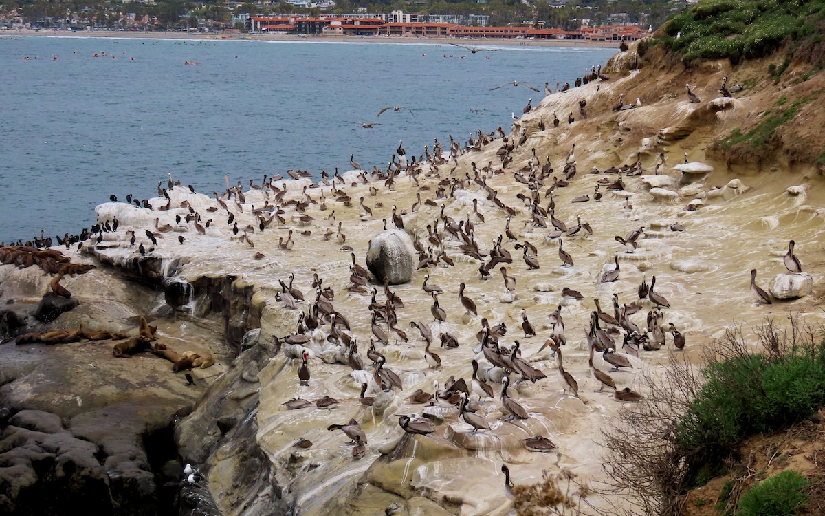 brunpelikan (californicus) - ML642840708