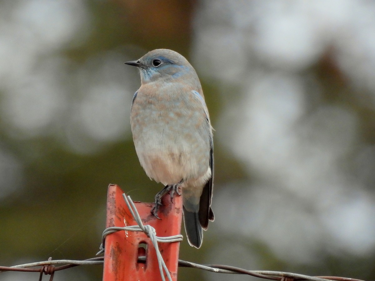 Mountain Bluebird - ML642840721