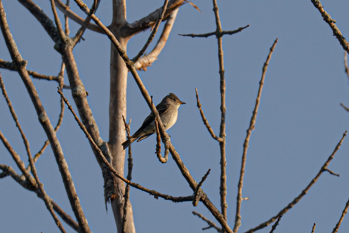 Eastern Wood-Pewee - ML642840723