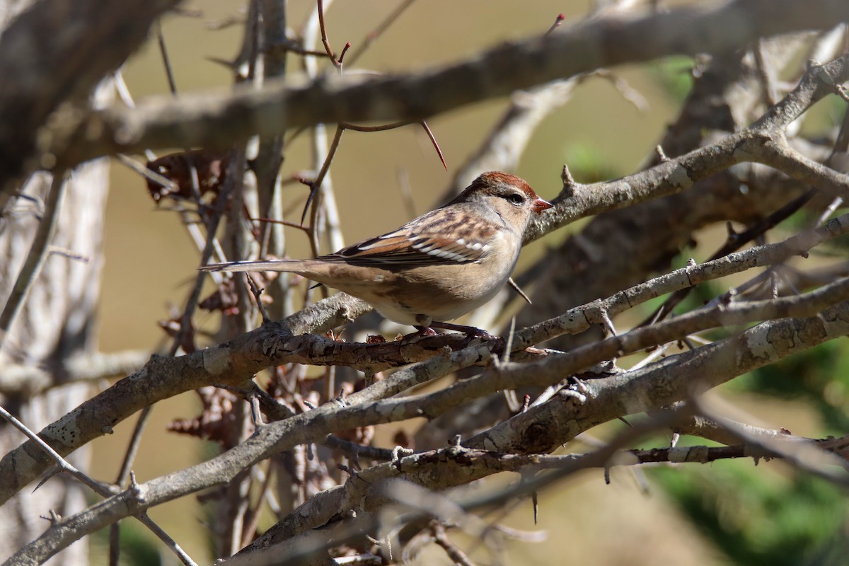 White-crowned Sparrow - ML642840735