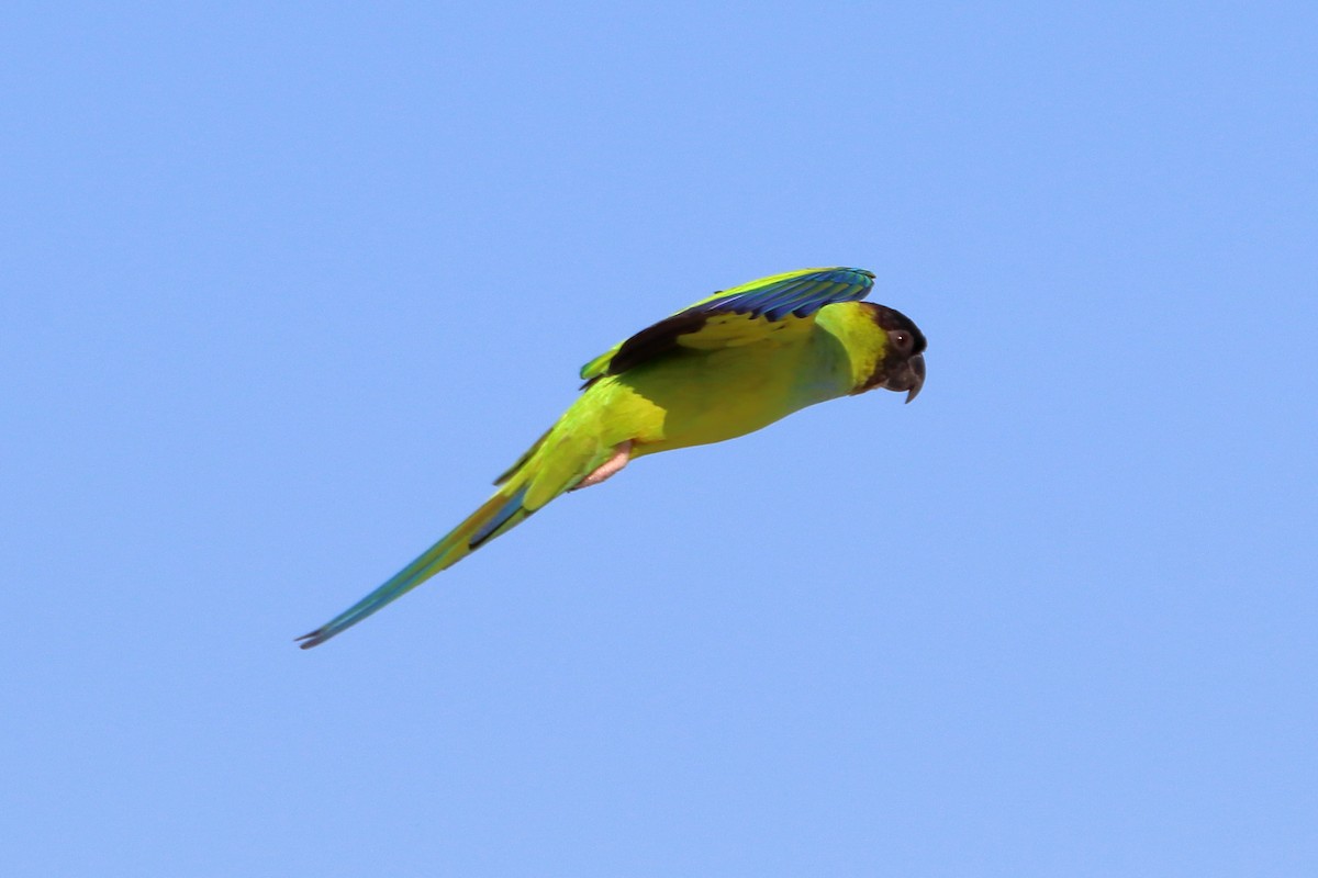 Nanday Parakeet - ML642840736