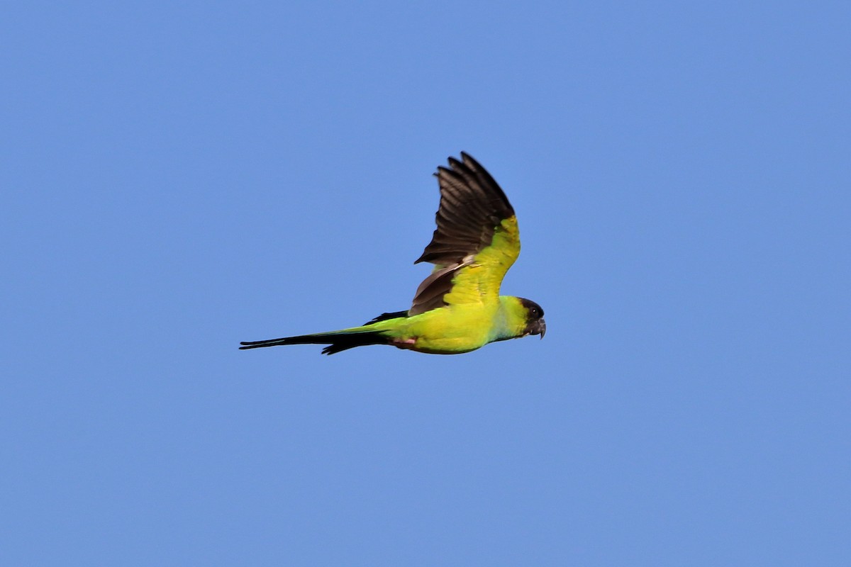 Nanday Parakeet - ML642840741