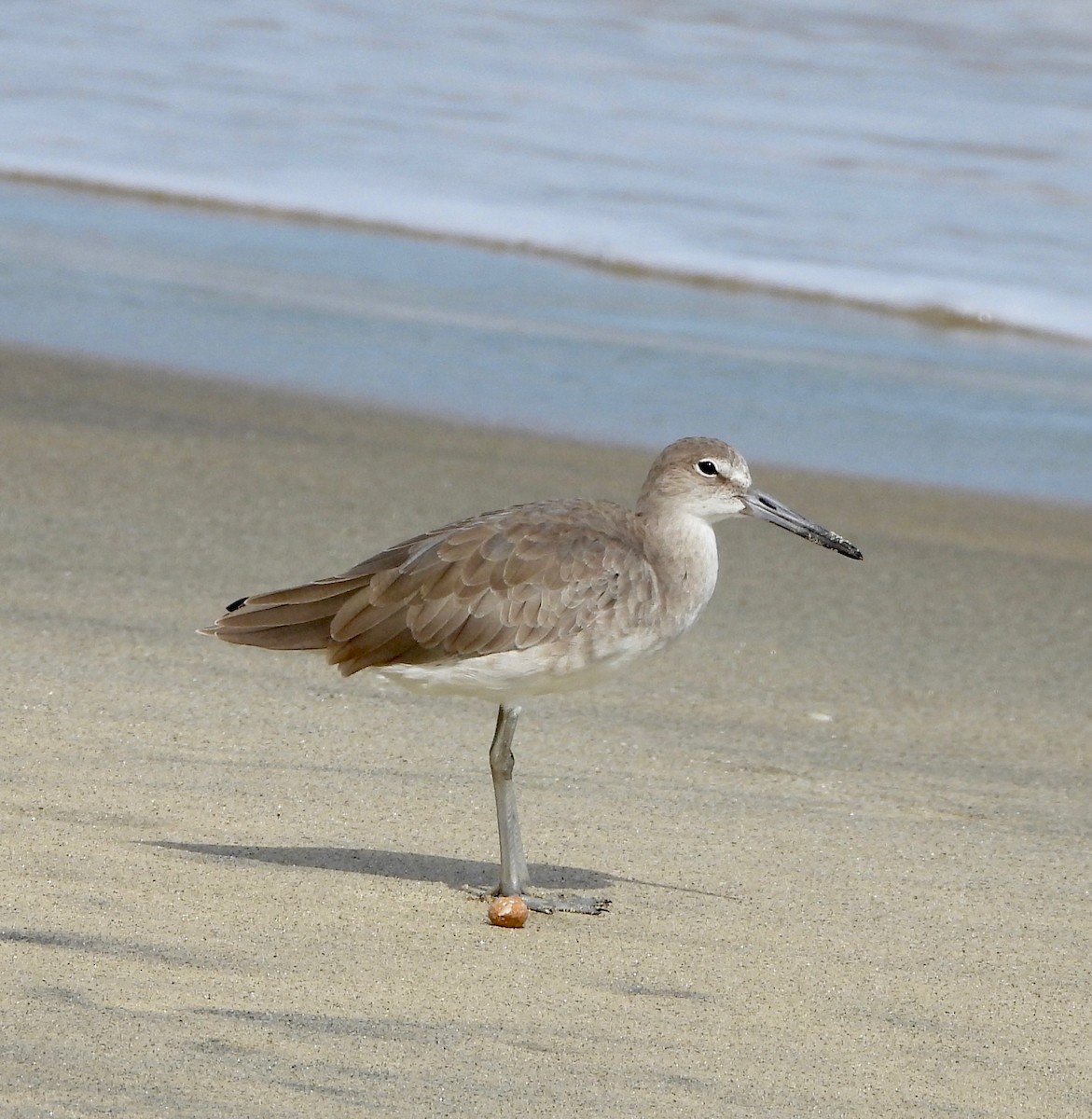 Willet - ML642840742