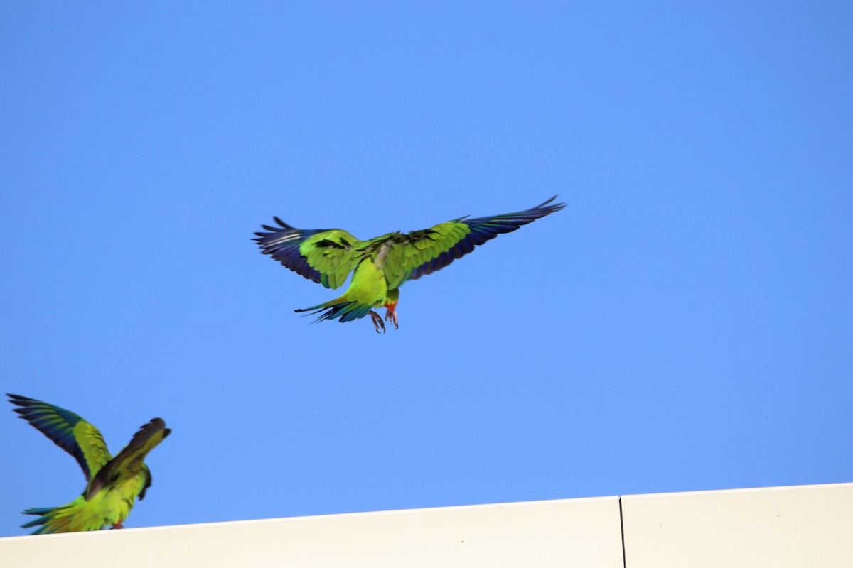 Nanday Parakeet - ML642840744