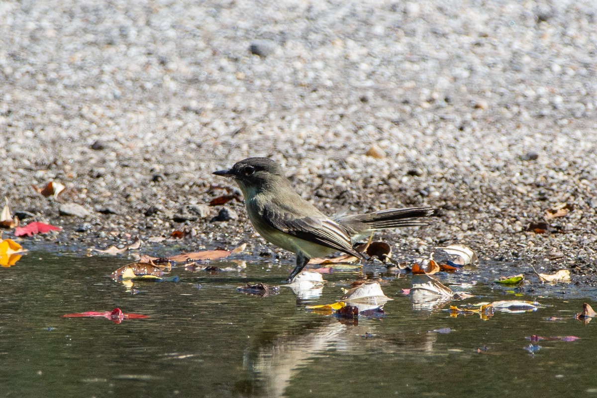 Eastern Phoebe - ML642840745