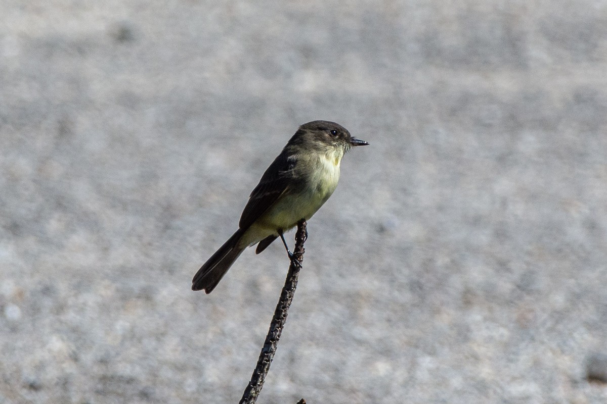 Eastern Phoebe - ML642840746