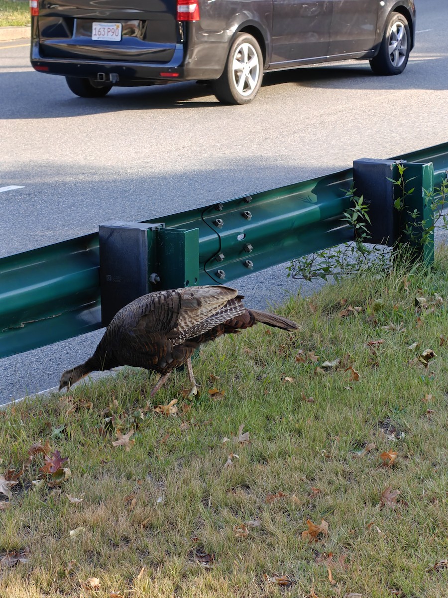 Wild Turkey - ML642840748