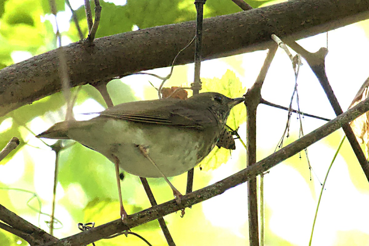 Gray-cheeked Thrush - ML642840749