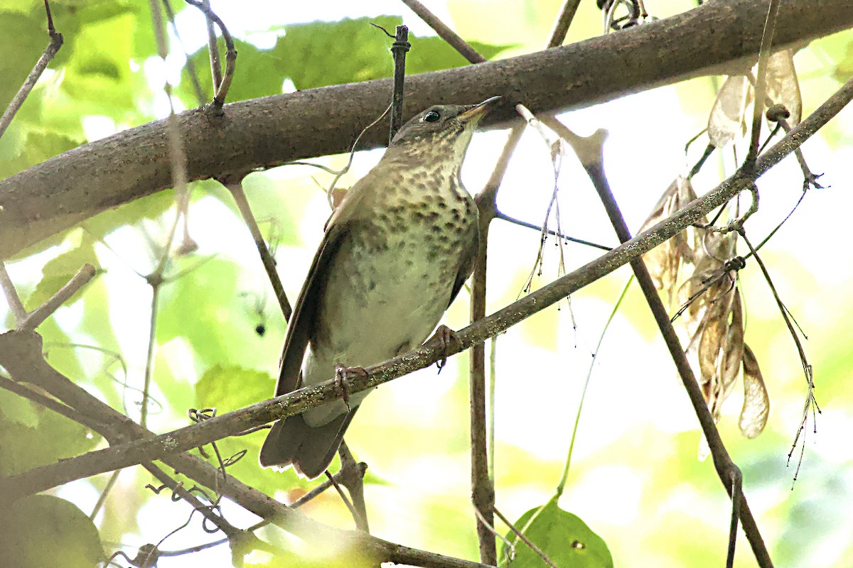 Gray-cheeked Thrush - ML642840750