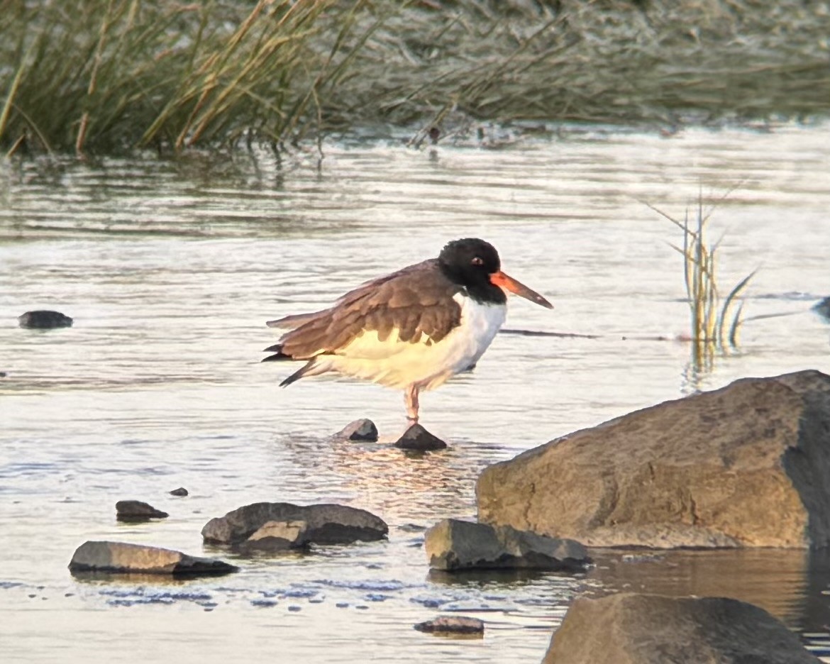 American Oystercatcher - ML642840752
