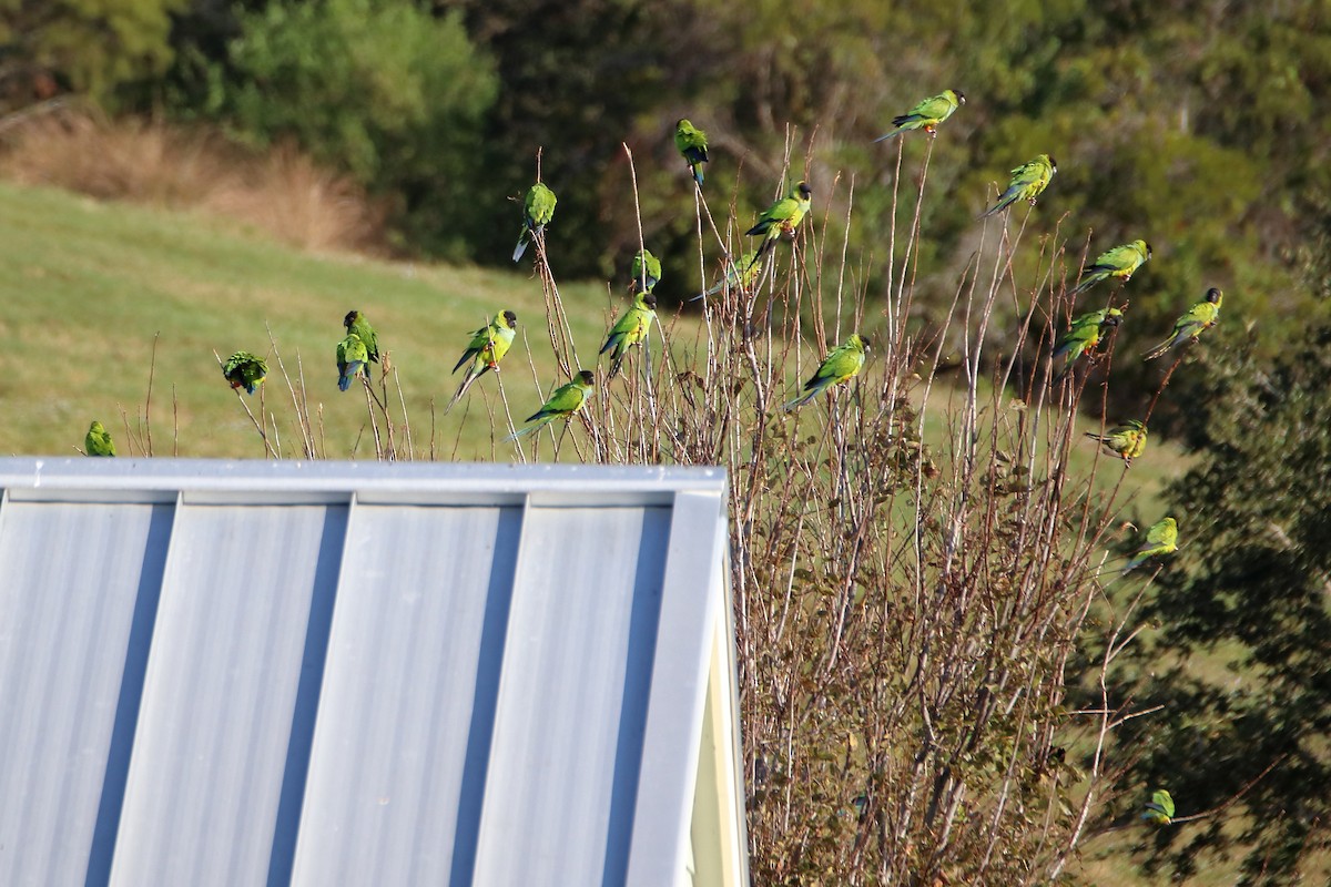 Nanday Parakeet - ML642840753