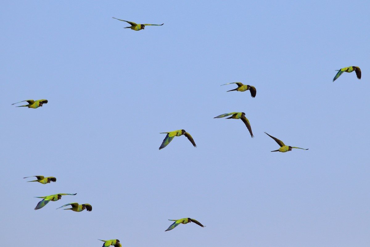 Nanday Parakeet - ML642840756