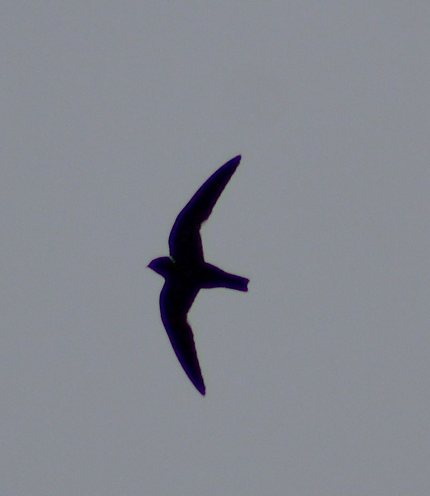 White-collared Swift - ML642840757