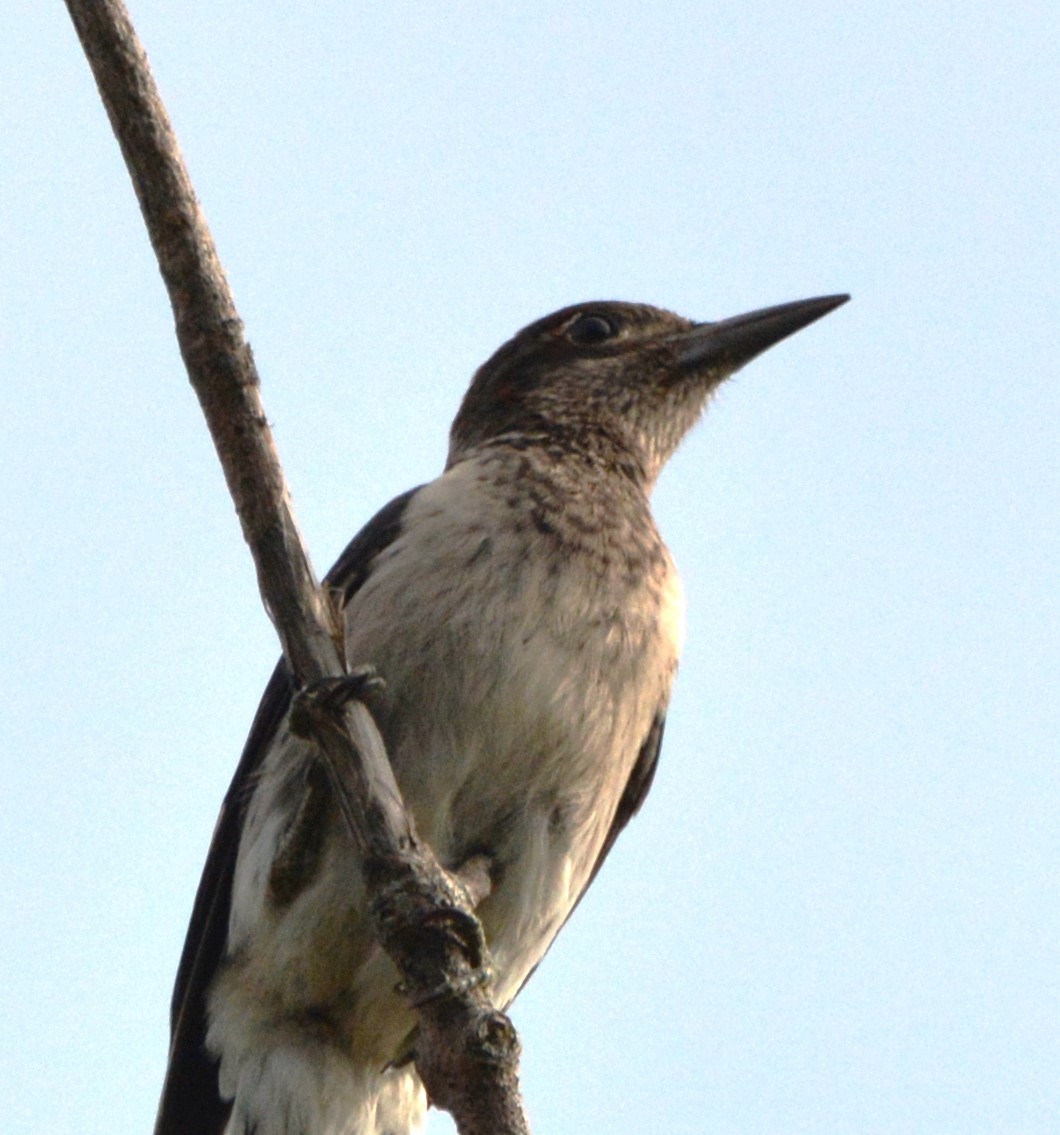 Red-headed Woodpecker - ML642840758