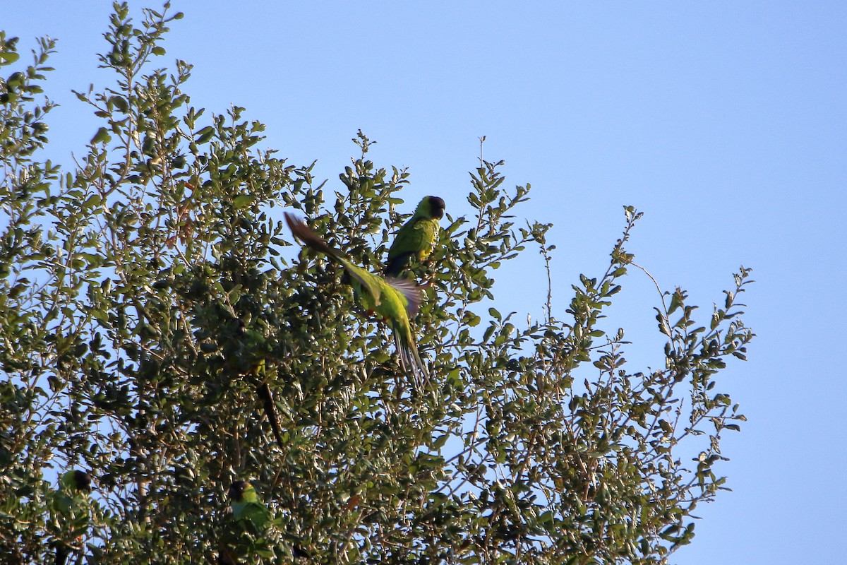 Nanday Parakeet - ML642840760