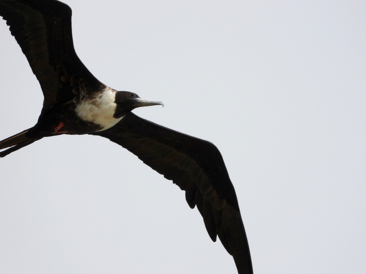 Magnificent Frigatebird - ML642840761