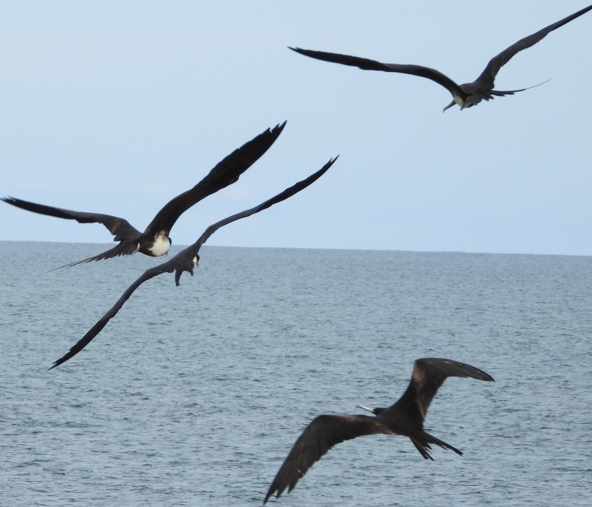 Magnificent Frigatebird - ML642840762